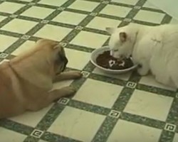 (VIDEO) This Pug is Hungry But Has One Problem. When You See Who Is Poaching On His Meal? So Not Fair!