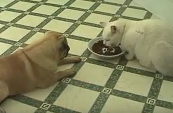 Pug and Cat Eating