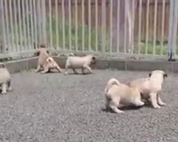 (VIDEO) These Baby Pugs Who Are Having Fun on a Windy Afternoon Will Totally Make Your Day…