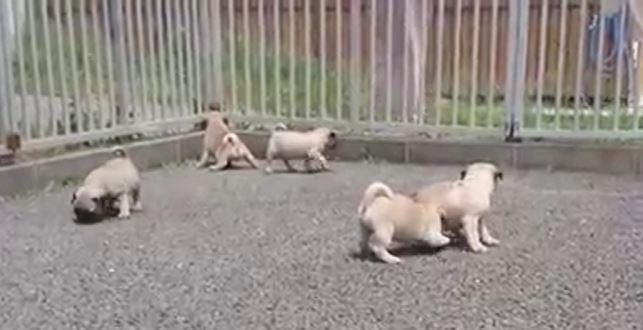 More Pug Puppies