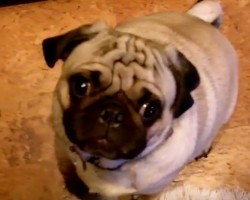 (VIDEO) When a Pug Hears Another Pug’s Cries on the Computer, It’s Shocking the Sounds He Makes!