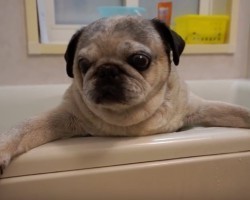 (VIDEO) Pug Isn’t too Impressed With Bath Time. When You See What He Does to Voice His Complaints? HILARIOUS!