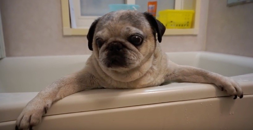 pug being bathed