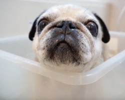 (VIDEO) Pug Gets Bathed in a Plastic Bin. Now Watch How He Impressively Stands Still…