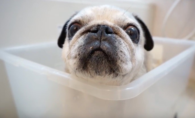 pug being bathed in bin