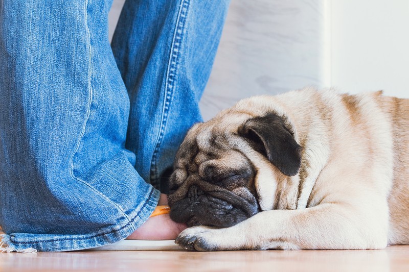 pug by owner's feet