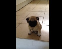(Video) Baby Pug is Upset. Now Listen to the Whines That Come From This Little One…