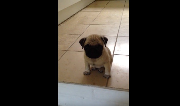 baby pug crying