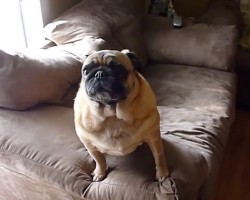 (VIDEO) This Pug’s Parents Are Taking Off. When the Pug Realizes What’s Going On? Wait Until You Hear These Sounds!