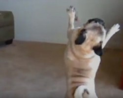 (VIDEO) A Pug That Can Hula Dance?! Just Wait Until You See This – Amazing!