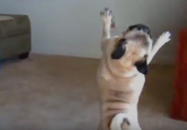 pug hula dance