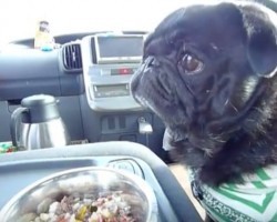 (VIDEO) Pug is Getting Ready to Eat. When You See How Much He Looks Like a Human? OMG!