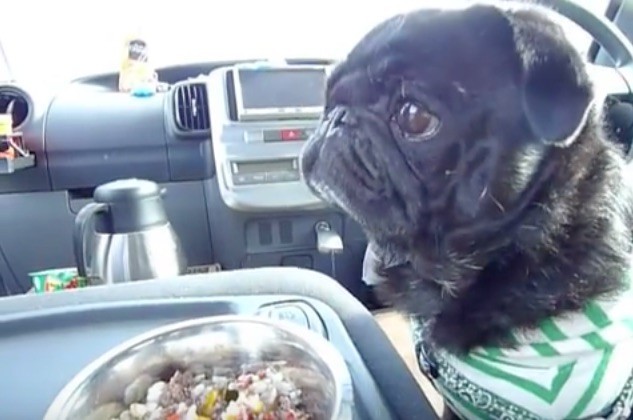 pug eating food