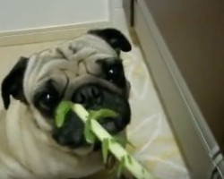 (VIDEO) Adorable Pug Eyes Some Veggies on the Counter. Now Watch How He Eats the Veggies His Mom Offers Him…