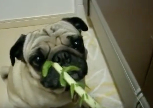 pug eating veggies