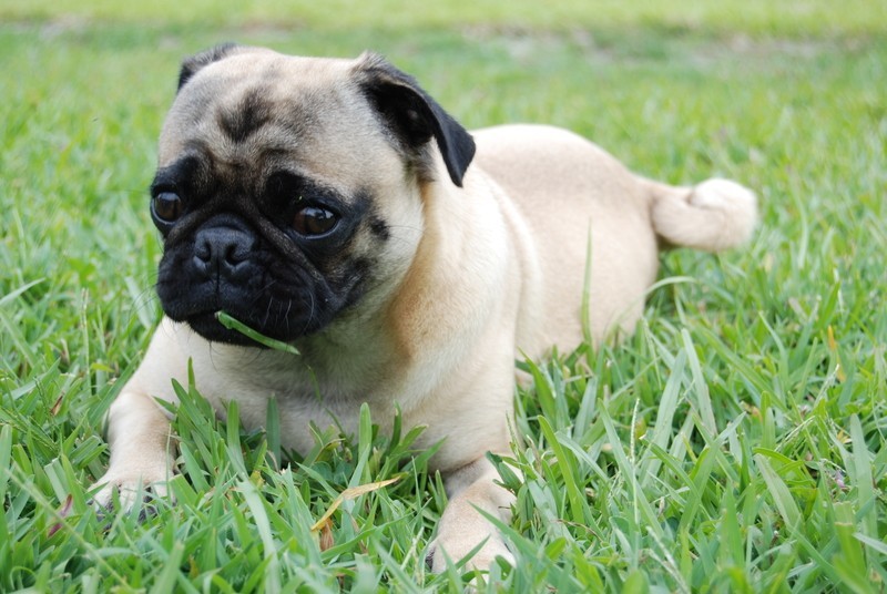 pug laying in grass