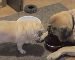 (VIDEO) An English Mastiff is Happily Eating His Meal. When a Pug Decides to Watch Him Intently as He Eats? Too Funny!