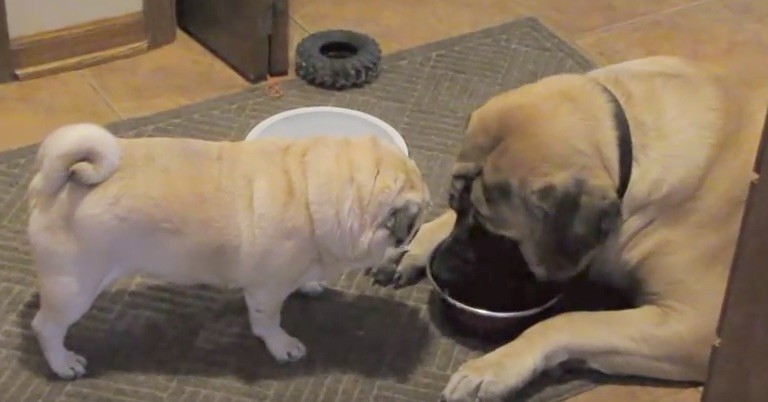 pug watching a mastiff eat