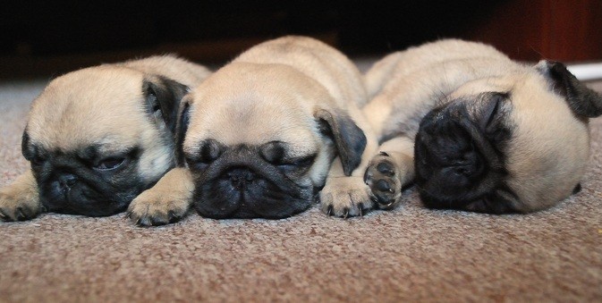 pug puppies