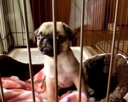 (VIDEO) This Baby Pug is Getting Used to Her Kennel. When You See How She Reacts? Priceless!