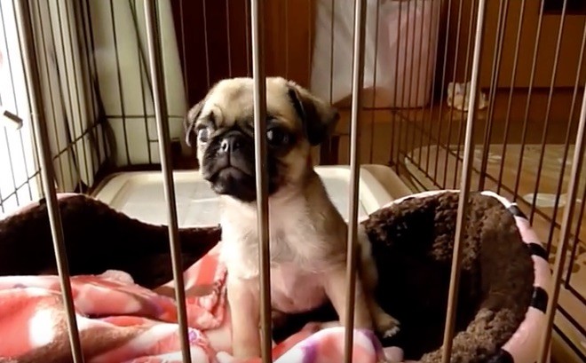 pug puppy in kennel