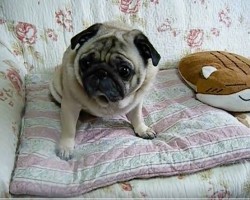 (VIDEO) This Pug is Feeling Left Out, But Then Watch How Mom Sits Down by Her to Make Her Feel Better!