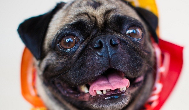 pug smiling