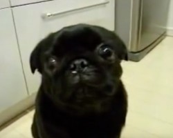 (VIDEO) Adorable Pug Pulls Out All the Stops to Show Mom Who Is Boss. Now Listen to Those Priceless Sounds! LOL!