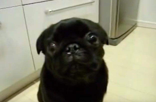 pug stare