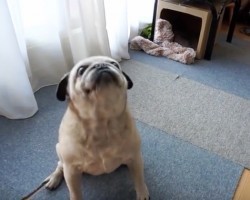 (VIDEO) This Pug REALLY Wants a Bite of an Apple. The Moves He Performs to Get One? What a Smartie Pug!