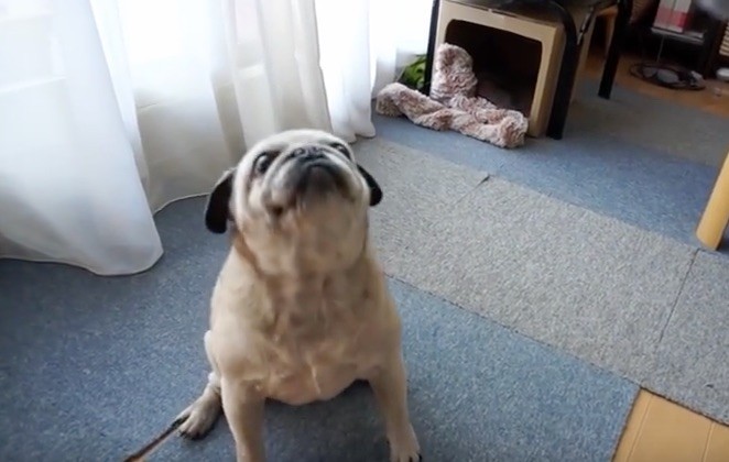 pug tricks