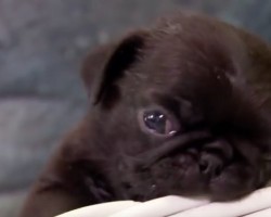 (VIDEO) Pug Puppy is a Little Trouble Maker. What He’s Up To? Can’t. Stop. Giggling.
