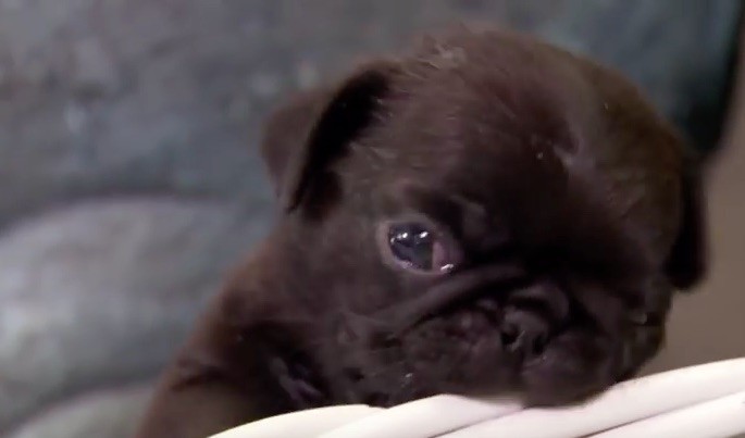 baby pug in trouble