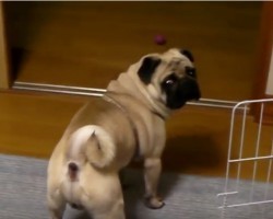 (VIDEO) This Pug Drinks Water Unlike Anything You’ve Ever Seen. Wait for the Moment When THIS Happens.