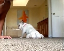 (VIDEO) Frenchie and Dad Are Getting in Shape. When You See What Gym Exercise They Do? I Seriously Can’t Believe This!