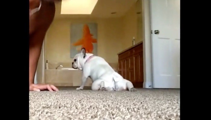 Frenchie and dad push ups