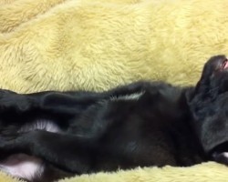(VIDEO) This Pug Looks Utterly Relaxed. When You Just How Relaxed? Priceless!