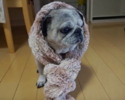 (VIDEO) This Pug is Quite Fashionable. When You See How She Effortlessly Models Her Scarf? What a Diva!