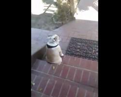 (VIDEO) This Dog is Heartbroken That Her Dad Left. Now Watch the Expression on This Poor Dog’s Face…