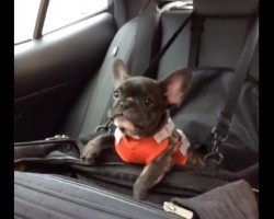 (VIDEO) Tiny Frenchie Throws the Most Adorable Temper Tantrum EVER