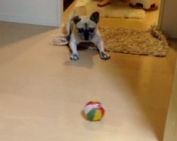 (VIDEO) This Pug Mix is Suspicious of His Ball. When You Watch How He Plays With It? I’m Cracking Up!