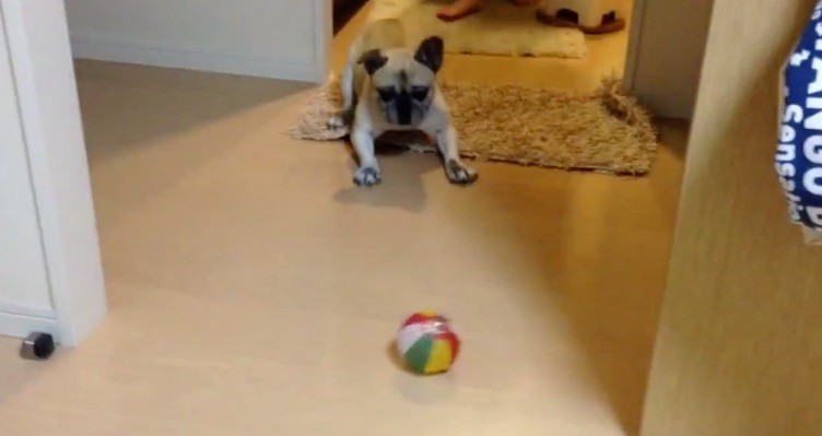 pug mixed breed playing with ball