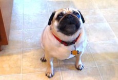 (Video) What This Hungry Pug Does to Alert His Human it’s Time for More Food Has Me Rolling With Laughter