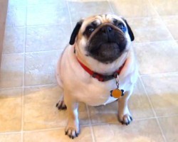 (Video) What This Hungry Pug Does to Alert His Human it’s Time for Dinner Has Us Laughing Non-Stop