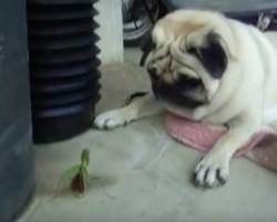(VIDEO) This Pug Encounters a Large Grasshopper. Now Watch Intently to See How the Pug Fares!