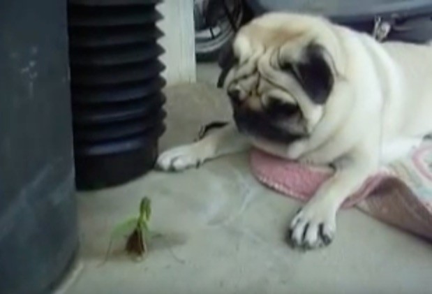 pug and grasshopper