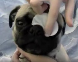 (Video) Here’s How to Make Sure You’re Properly Cleaning Your Pug’s Wrinkles: