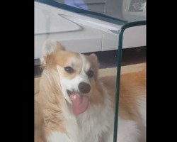 (VIDEO) This Corgi isn’t Sure What to Think of the Glass Table. Now Watch How Her Curiosity Gets the Best of Her…
