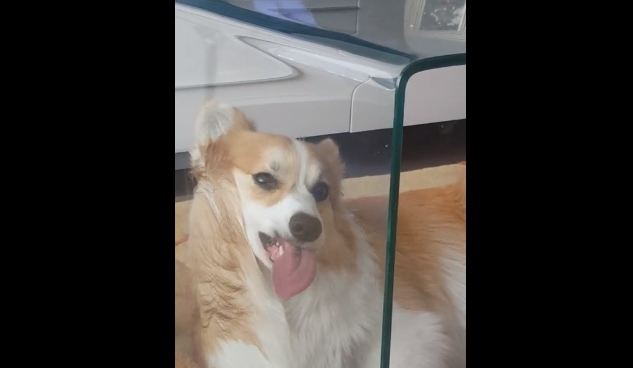 Corgi playing with the table