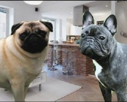 (Video) Pugs Compared to French Bulldogs. Learn Some Intriguing Differences Between the Two!